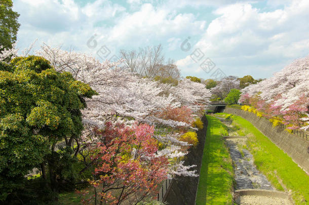 樱桃树一起指已提到的人干的干燥的运河在斯露塔基宁Koen斯露塔大<strong>事记</strong>