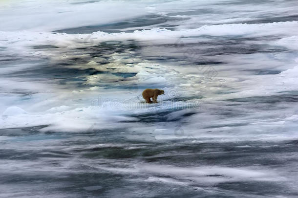 极地的熊在近处北方极点86-87度北方纬度