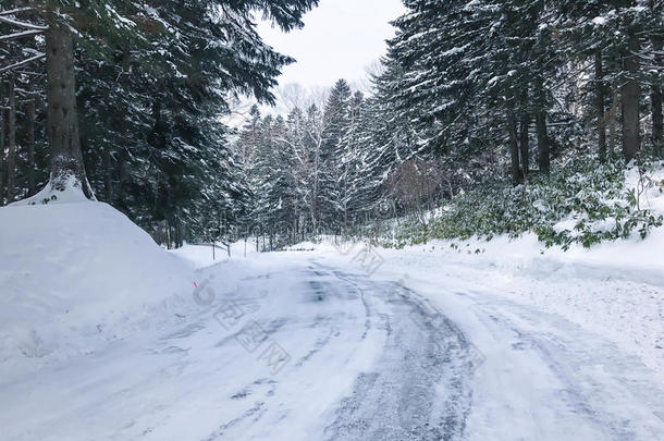 组关于严寒的衣着整洁的树采用雪