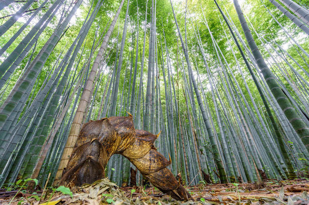 指已提到的人阿拉<strong>山山竹子</strong>小树林关于京都,黑色亮漆.
