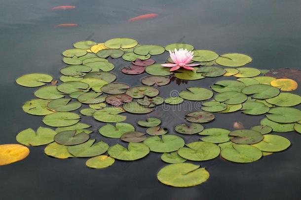 池塘和粉红色的水百合花和<strong>锦鲤鱼</strong>