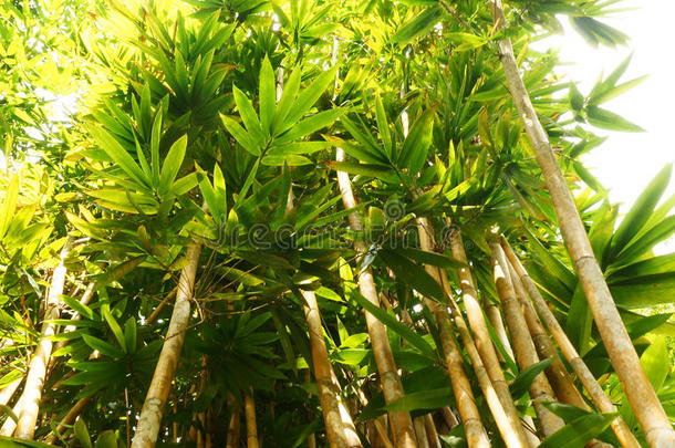 婆罗洲热带的<strong>竹子</strong>