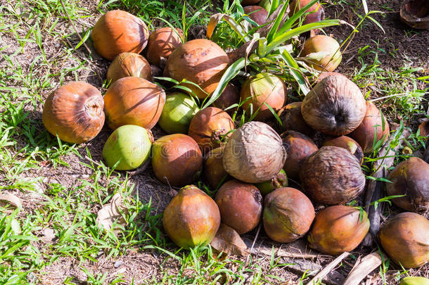 干燥的椰子.关在上面桩关于棕色的老的椰子s和干的干燥的椰子树