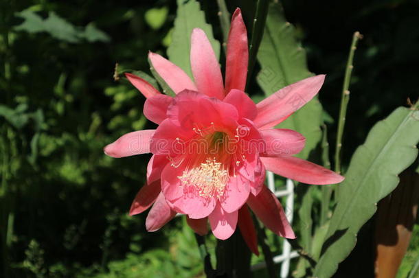 昙花叶下珠属仙人掌大的粉红色的花向一和煦的：照到阳光的d一y