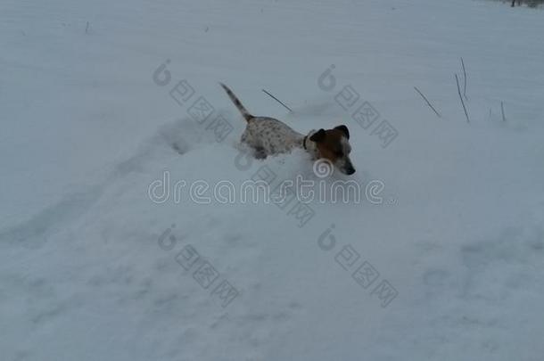 狗采用雪