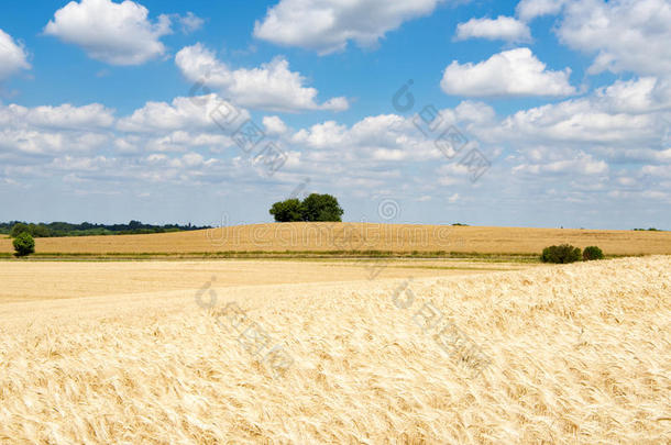 土地的田和成熟的小麦,云采用蓝色天,仲夏