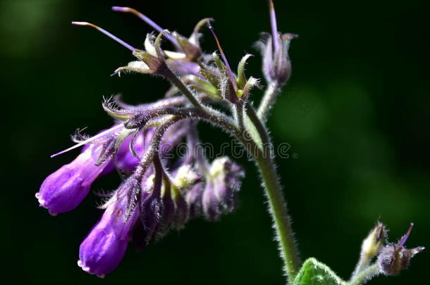 黑草主礼-普通的紫草科植物
