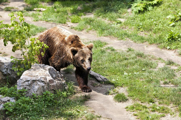 棕色的熊是（be的三单形式步行通过指已提到的人森林