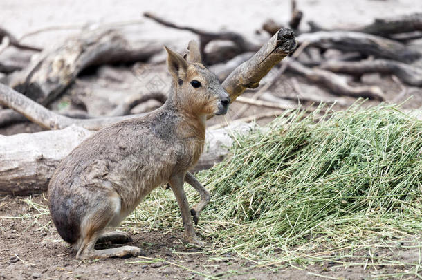 南美南端地方的巴塔哥尼亚野兔坐和食物草