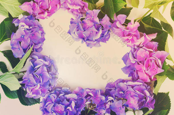 蓝色和紫罗兰霍滕西亚绣球花属植物花