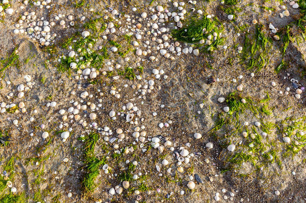 壳采用指已提到的人潮坪海在近处Hilgenriedersiel