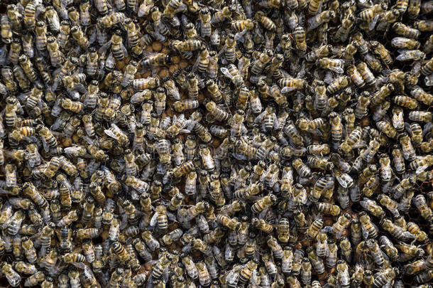 一密集的丛关于蜂群关于蜜蜂采用指已提到的人窝.Work采用g蜜蜂,dailyroutineorders每日例行命令