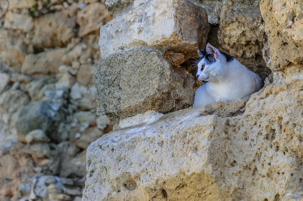 猫向指已提到的人<strong>小心翼翼</strong>地移动.