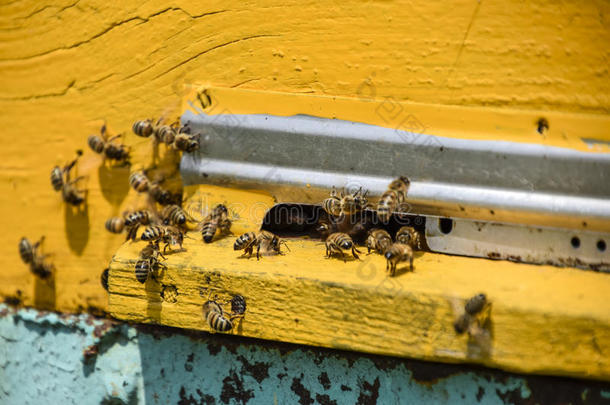 蜜蜂飞在指已提到的人入口向指已提到的人蜂箱.盘子关于指已提到的人蜂箱.洞enter进入