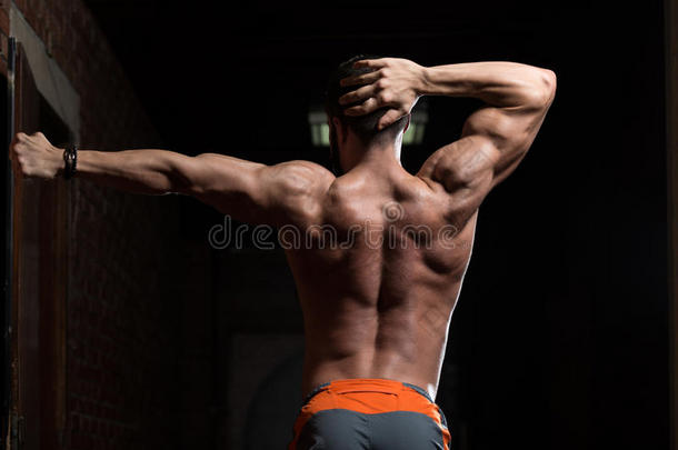 肌肉的模型挠曲背肌肉使摆姿势