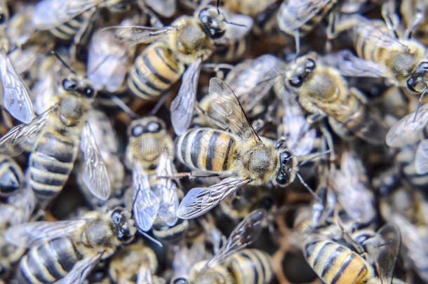 宏指令照片关于蜜蜂.跳舞关于指已提到的人蜂蜜蜜蜂.蜜蜂采用一蜜蜂