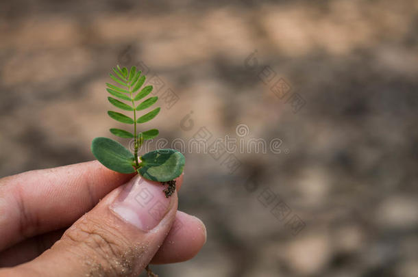 种<strong>植树</strong>背向自然