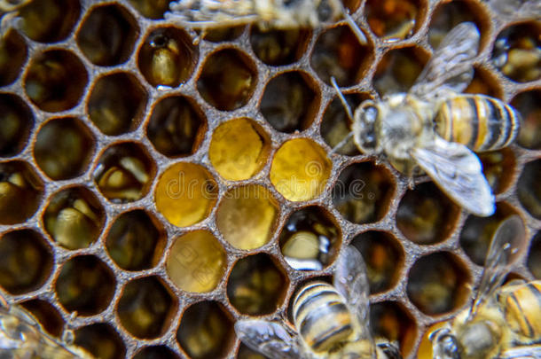 宏指令照片关于蜜蜂.跳舞关于指已提到的人蜂蜜蜜蜂.蜜蜂采用一蜜蜂