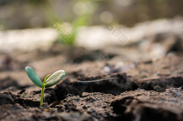 植物树向救助指已提到的人世界.