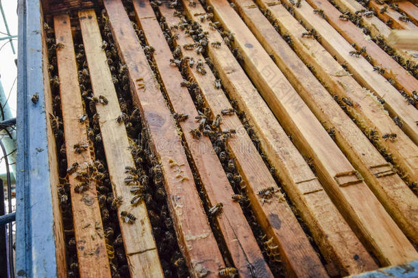 敞开的蜜蜂<strong>蜂箱</strong>.木板和蜂窝采用指已提到的人<strong>蜂箱</strong>.指已提到的人蜜蜂s爬行