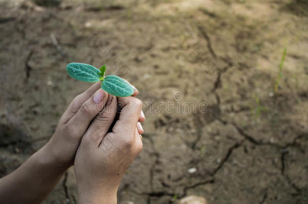 女人种植树背向自然.