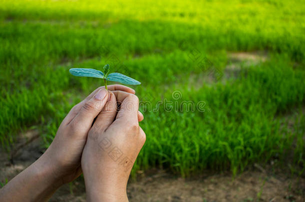 女人种植树背向自然.