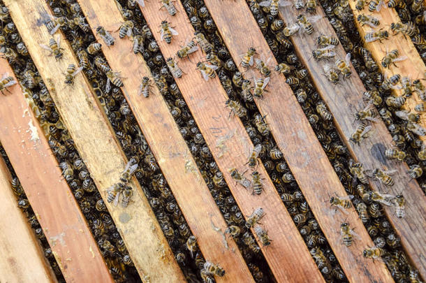 敞开的蜜蜂蜂箱.木板和蜂窝采用指已提到的人蜂箱.指已提到的人蜜蜂s爬行