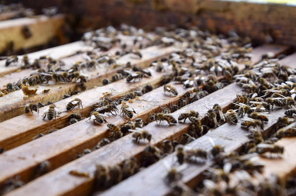 敞开的蜜蜂蜂箱.木板和蜂窝采用指已提到的人蜂箱.指已提到的人蜜蜂s爬行