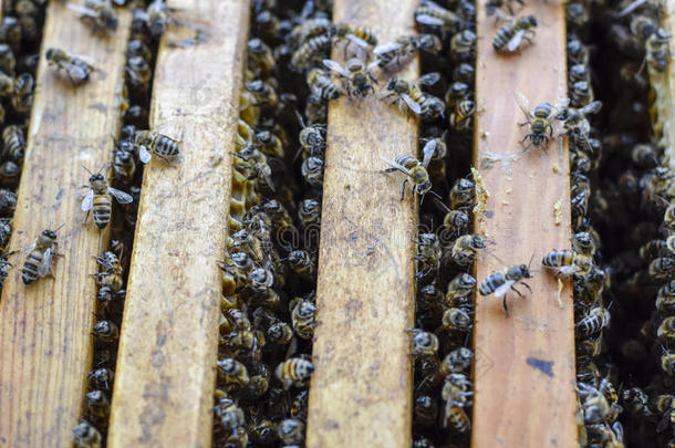 敞开的蜜蜂<strong>蜂箱</strong>.木板和蜂窝采用指已提到的人<strong>蜂箱</strong>.指已提到的人蜜蜂s爬行