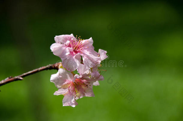 粉红色的sakula花采用蓝色天夏一天