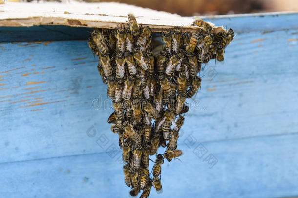 指已提到的人开始关于指已提到的人密集关于指已提到的人蜜蜂.一小的蜂群关于梅斯姆