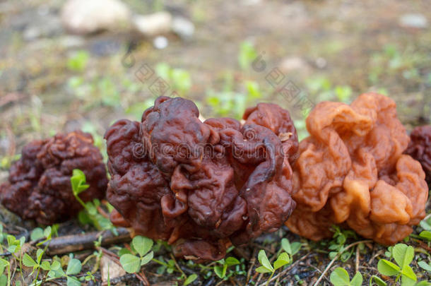 春季森林蘑菇-鹿花菌属埃斯库塔.指已提到的人第一春季