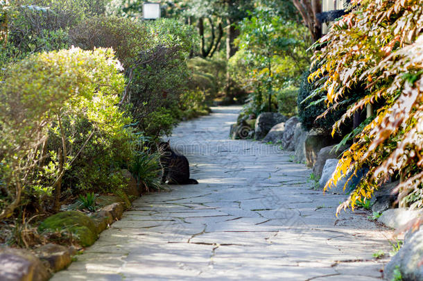 猫向花园小路