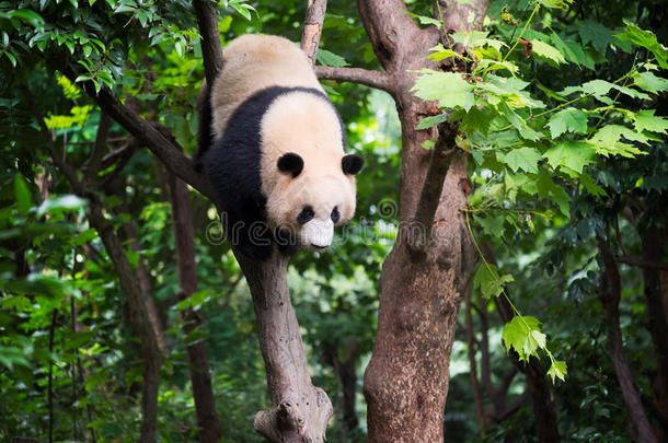 巨人熊猫采用一树