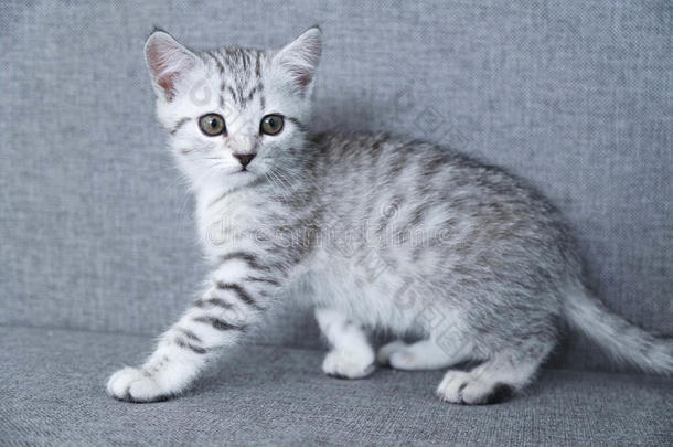 小猫偷灰色有条纹的.小猫向一灰色