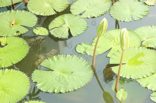 指已提到的人绿色的,<strong>圆形</strong>的树叶和芽采用指已提到的人池塘