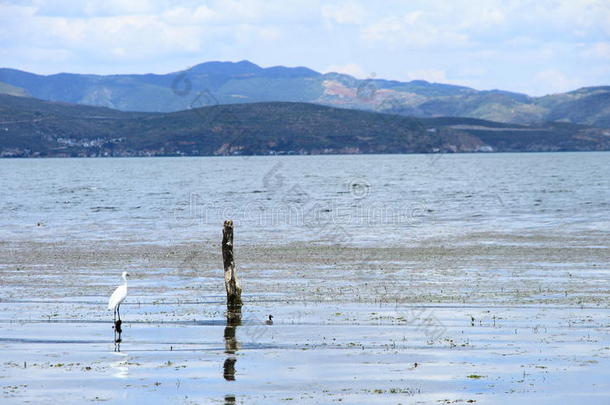一鸟采用达利厄海湖