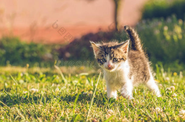 <strong>雄猫</strong>和白色的和平纹毛皮步态向草