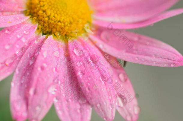 宏指令质地关于粉红色的有色的雏菊花和水小滴
