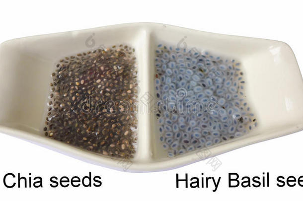 隔离的芡欧鼠尾草种子和多毛的罗勒属植物种子后的放采用指已提到的人水
