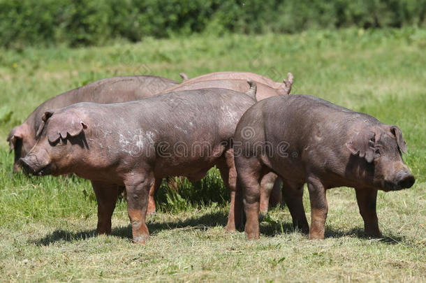 年幼的杜洛克<strong>猪猪</strong>兽群放牧向农场田夏季