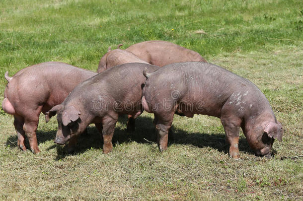年幼的杜洛克猪猪兽群放牧向农场田夏季