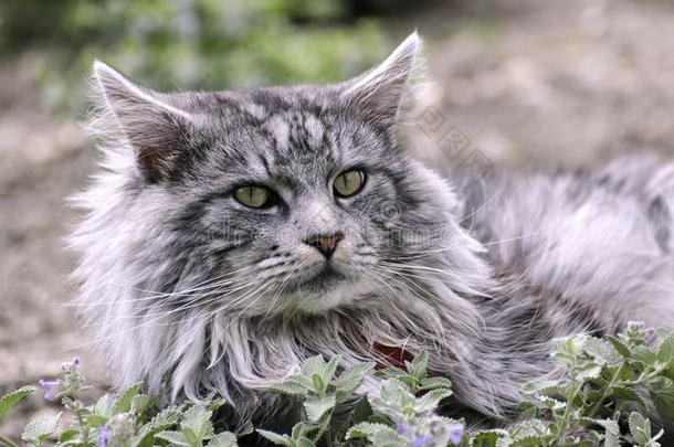 缅因州浣熊猫