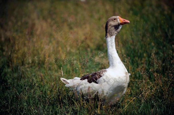 goose的复数形式游泳采用一乡村的池塘