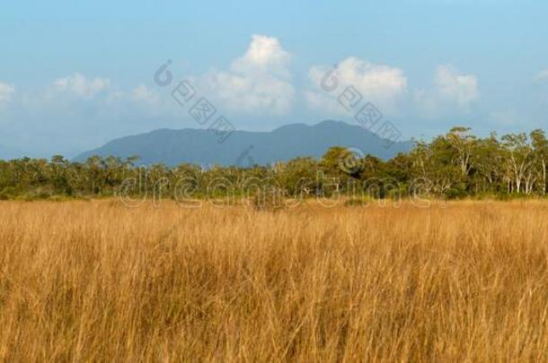 生物群系无树平原日落时间和全景的地点在热带的脱落的