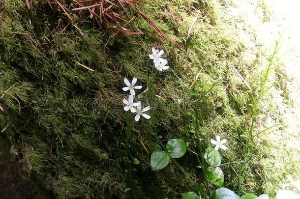 小的白色的森林花