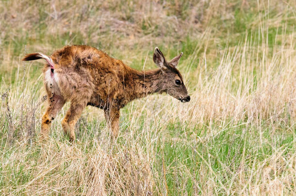 鹿牛犊image形象约塞米蒂国家公园国家的公园