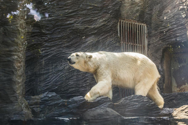 大大地成熟的极地的白色的熊.动物园,野生的动物和哺乳动物自负