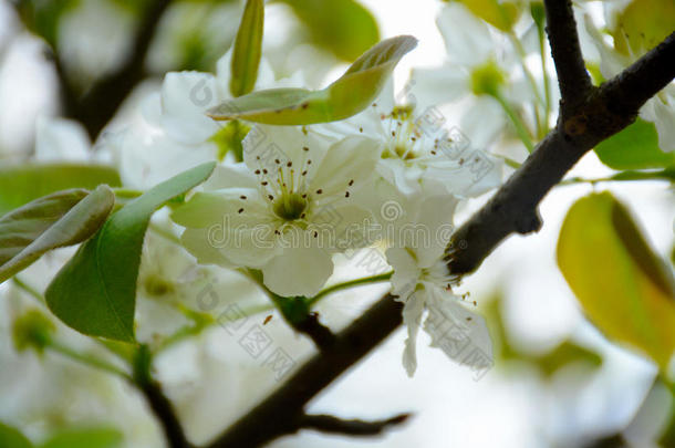 樱桃花