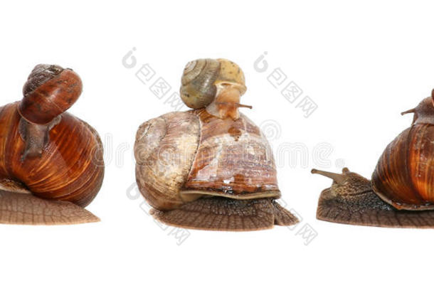 花园<strong>蜗牛</strong>隔离的向白色的.<strong>蜗牛</strong>和婴儿<strong>蜗牛</strong>家庭.